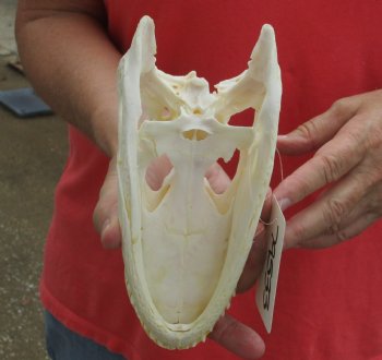 This is a B-Grade Real Florida Alligator Skull, 8 inches, For Sale for $35