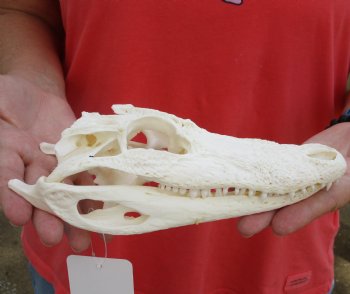  Authentic B-Grade Florida Alligator Skull, 8-1/2 x 3-1/2 for $35