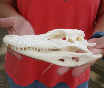  Authentic B-Grade Florida Alligator Skull, 8-1/2 x 3-1/2 for $35