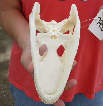  Authentic B-Grade Florida Alligator Skull, 8-1/2 x 3-1/2 for $35