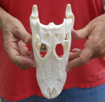 This is a B-Grade Real Florida Alligator Skull, 8 inches, For Sale for $40