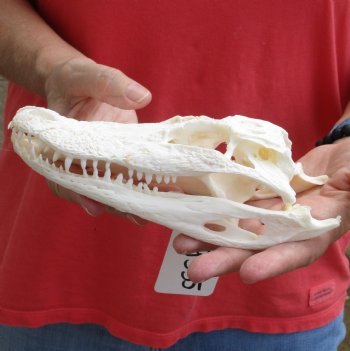 This is a B-Grade Real Florida Alligator Skull, 8 inches, For Sale for $40