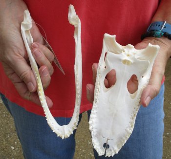 This is a B-Grade Real Florida Alligator Skull, 8 inches, For Sale for $40