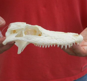 Buy this Damaged Florida Alligator TOP SKULL ONLY for $20