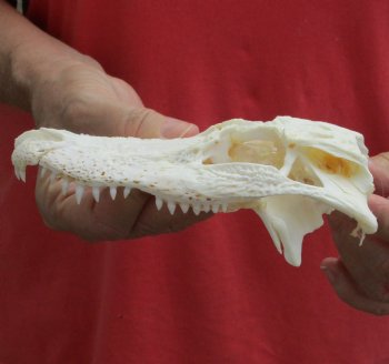 Buy this Damaged Florida Alligator TOP SKULL ONLY for $20