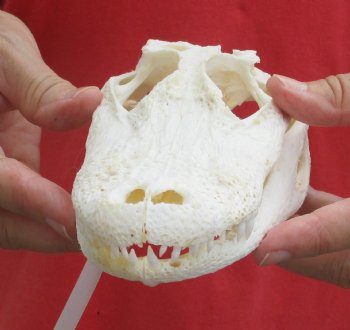 Buy this B-Grade Florida Alligator Skull, 8 inches for $40