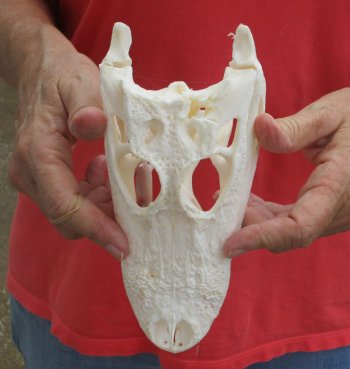 Buy this B-Grade Florida Alligator Skull, 8 inches for $40