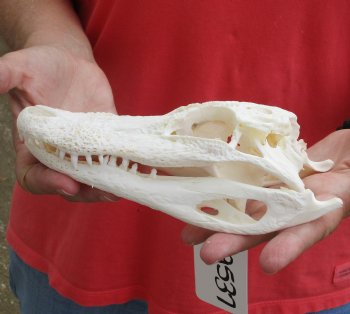 Buy this B-Grade Florida Alligator Skull, 8 inches for $40