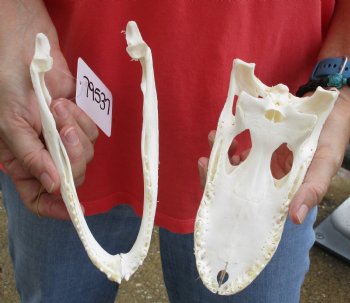 Buy this B-Grade Florida Alligator Skull, 8 inches for $40