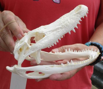 Authentic B-Grade Florida Alligator Skull, 8 x 3-1/2 for $40