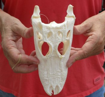 Authentic B-Grade Florida Alligator Skull, 8 x 3-1/2 for $40