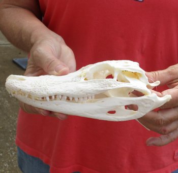 Authentic B-Grade Florida Alligator Skull, 8 x 3-1/2 for $40