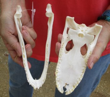 Authentic B-Grade Florida Alligator Skull, 8 x 3-1/2 for $40