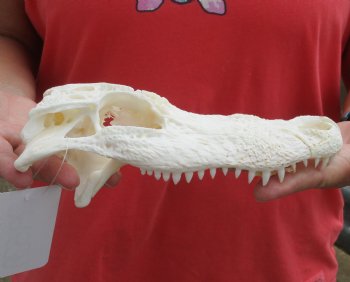 Buy this Florida Alligator TOP SKULL ONLY for $30