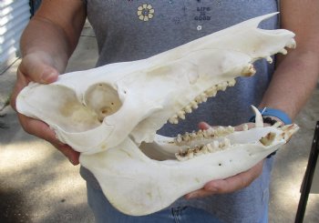 Wild Boar Skull 12 inches, buy this skull for - $40