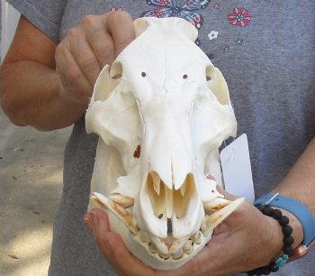 Wild Boar Skull 12 inches, buy this skull for - $40