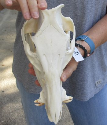 Wild Boar Skull 12 inches, buy this skull for - $40