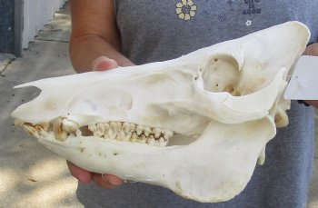 Wild Boar Skull 12 inches, buy this skull for - $40