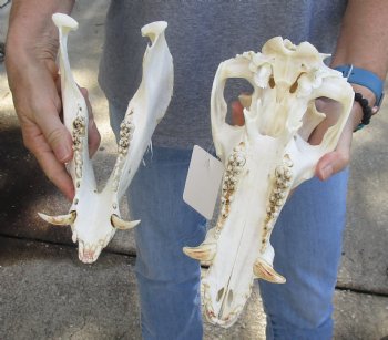 Wild Boar Skull 12 inches, buy this skull for - $40