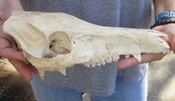 B-Grade Wild Boar top Skull (nature cleaned) 11 inches for sale - $20