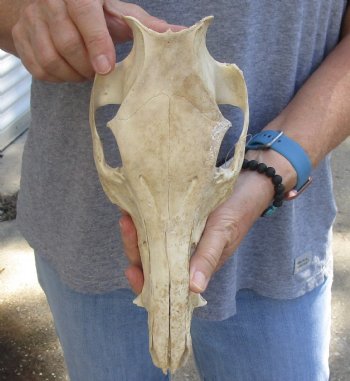 B-Grade Wild Boar top Skull (nature cleaned) 11 inches for sale - $20