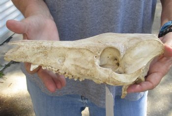 B-Grade Wild Boar top Skull (nature cleaned) 11 inches for sale - $20