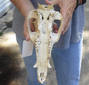 B-Grade Wild Boar top Skull (nature cleaned) 11 inches for sale - $20