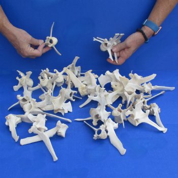 35 Wild Boar Vertebrae Bones, 3-1/2" to 6" - $52.50