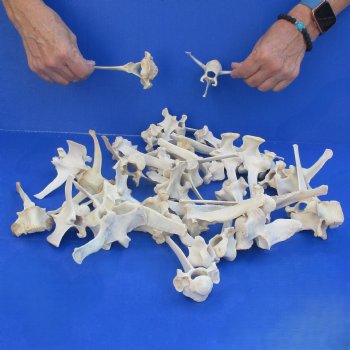 35 Wild Boar Vertebrae Bones, 3-1/2" to 6" - $52.50