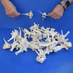 35 Wild Boar Verteb...