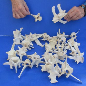 35 Wild Boar Vertebrae Bones, 3-1/2" to 6" - $52.50