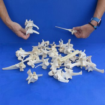 35 Wild Boar Vertebrae Bones, 3-1/2" to 6" - $52.50