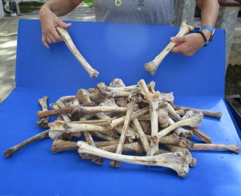 50 Nature Cleaned Deer Leg Bones, 8" to 12" - $25