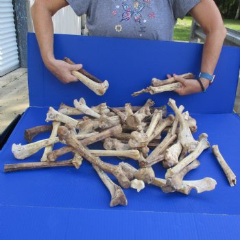 50 Nature Cleaned Deer Leg Bones, 8" to 12" - $25