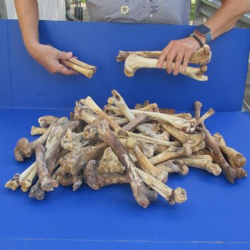 50 Nature Cleaned Deer Leg Bones, 8" to 12" - $25