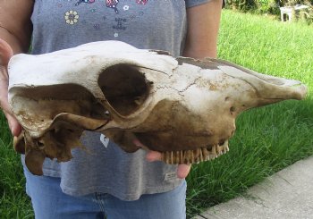 Craft Grade North American Cow Top Skull, 18 inches long - $20