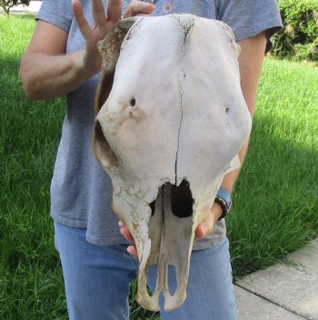 Craft Grade North American Cow Top Skull, 18 inches long - $20