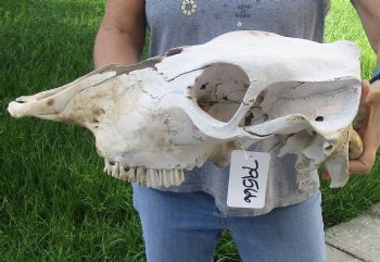 Craft Grade North American Cow Top Skull, 18 inches long - $20