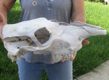 Craft Grade North American Cow Top Skull, 17 inches long - $20