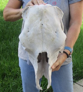 Craft Grade North American Cow Top Skull, 17 inches long - $20