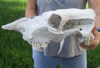 Craft Grade North American Cow Top Skull, 17 inches long - $20