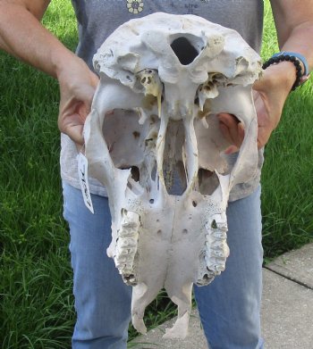 Craft Grade North American Cow Top Skull, 17 inches long - $20