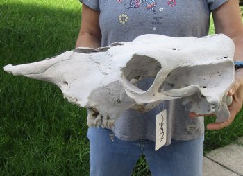 Craft Grade North American Cow Top Skull, 19 inches long - $20