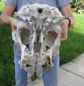 Craft Grade North American Cow Top Skull, 19 inches long - $20