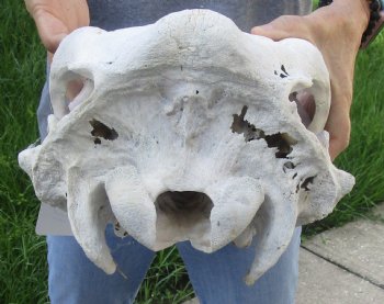 Craft Grade North American Cow Top Skull, 19 inches long - $20