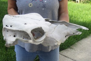 Craft Grade North American Cow Top Skull, 19 inches long - $20