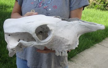 Craft Grade North American Cow Top Skull, 18 inches long - $20