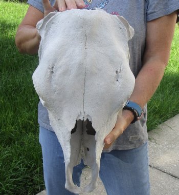 Craft Grade North American Cow Top Skull, 18 inches long - $20