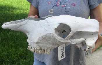 Craft Grade North American Cow Top Skull, 18 inches long - $20