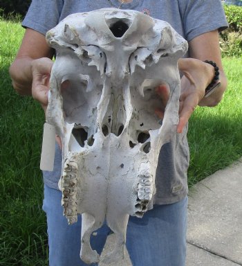 Craft Grade North American Cow Top Skull, 18 inches long - $20